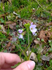 Cardamine pratensis