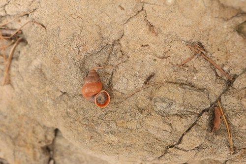 Tudorella sulcata