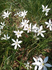 Ornithogalum umbellatum