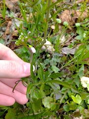 Cardamine pratensis
