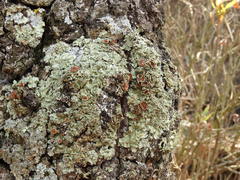 Flavopunctelia praesignis