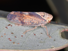 Brunotartessus fulvus