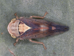 Brunotartessus fulvus