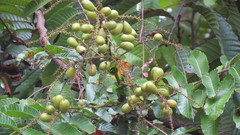 Pometia pinnata