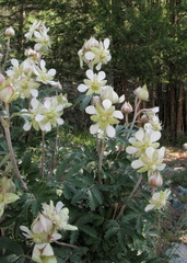 Farinopsis salesoviana