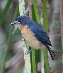 Cyornis rufigastra
