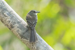 Cnemotriccus fuscatus