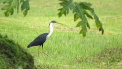 Egretta picata