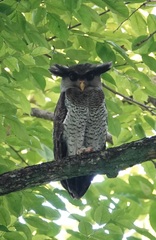 Barred Eagle-Owl photo 3