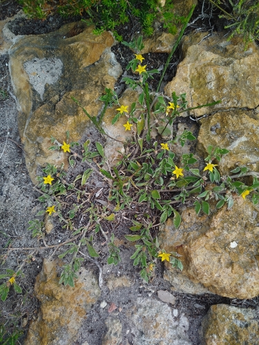 Aizoon rigidum
