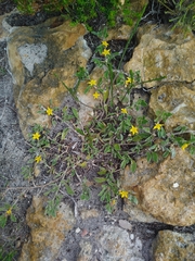 Aizoon rigidum