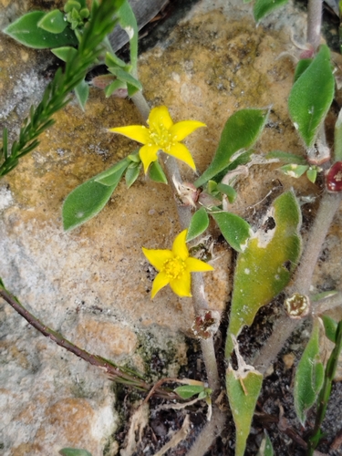 Aizoon rigidum, photograph 2
