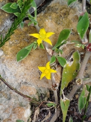 Aizoon rigidum, photograph (c) Amy Riordan, some rights reserved (CC BY)