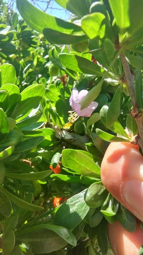 African boxthorn