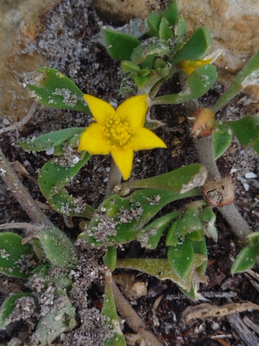 Aizoon rigidum, photograph 3