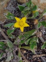 Aizoon rigidum, photograph (c) Amy Riordan, some rights reserved (CC BY)
