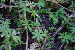 Galium odoratum