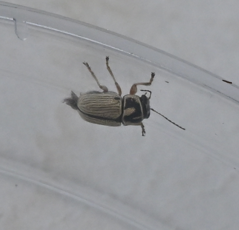 Pachybrachis othonus pallidipennis