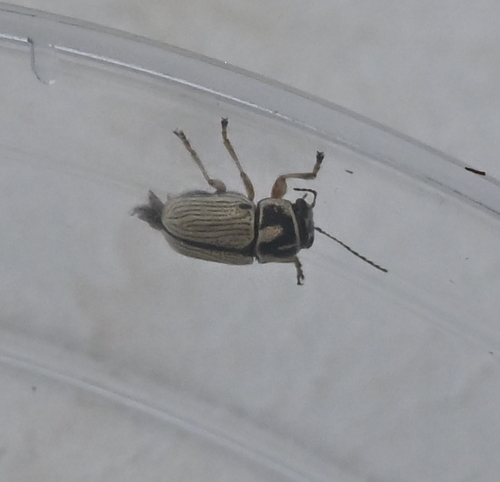 Pachybrachis othonus pallidipennis