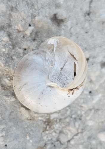 Eobania vermiculata