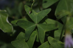 Ionoxalis