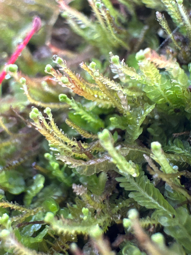 Odontoschisma denudatum observed 2026-05-03