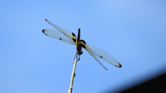 Rhyothemis phyllis beatricis