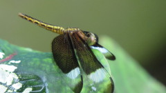 Neurothemis decora