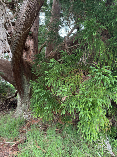 Cryptomeria, 2026-05-03