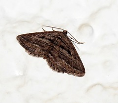 Rhoptria asperaria