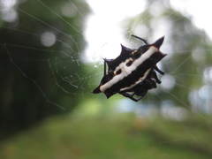 Gasteracantha taeniata