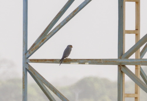 Grey Kestrel (Falco ardosiaceus), photo 8