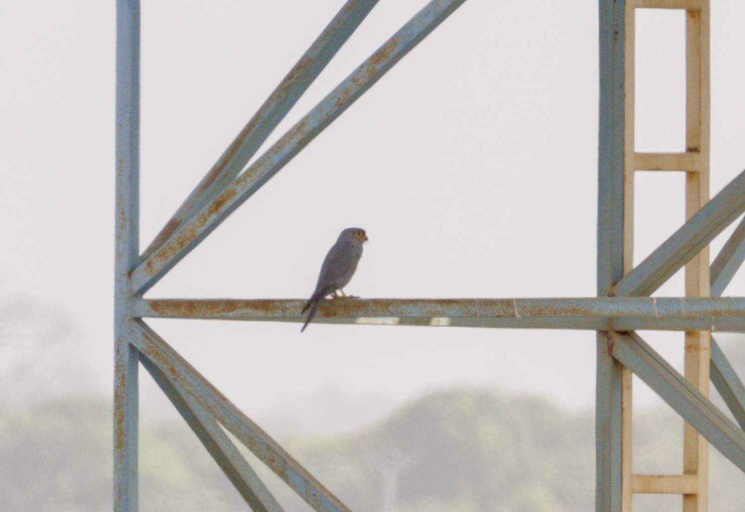 Grey Kestrel (Falco ardosiaceus), photo 4