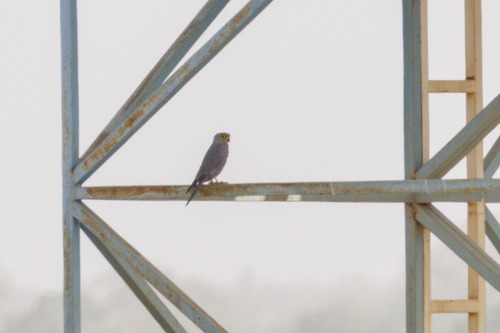 Grey Kestrel (Falco ardosiaceus), photo 7