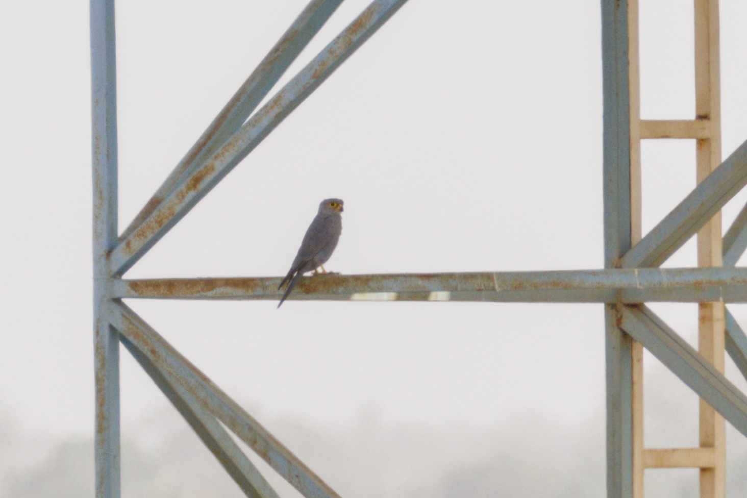 Grey Kestrel (Falco ardosiaceus), photo 3