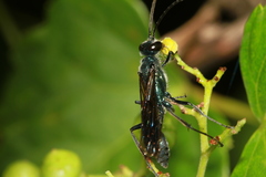 Chalybion japonicum