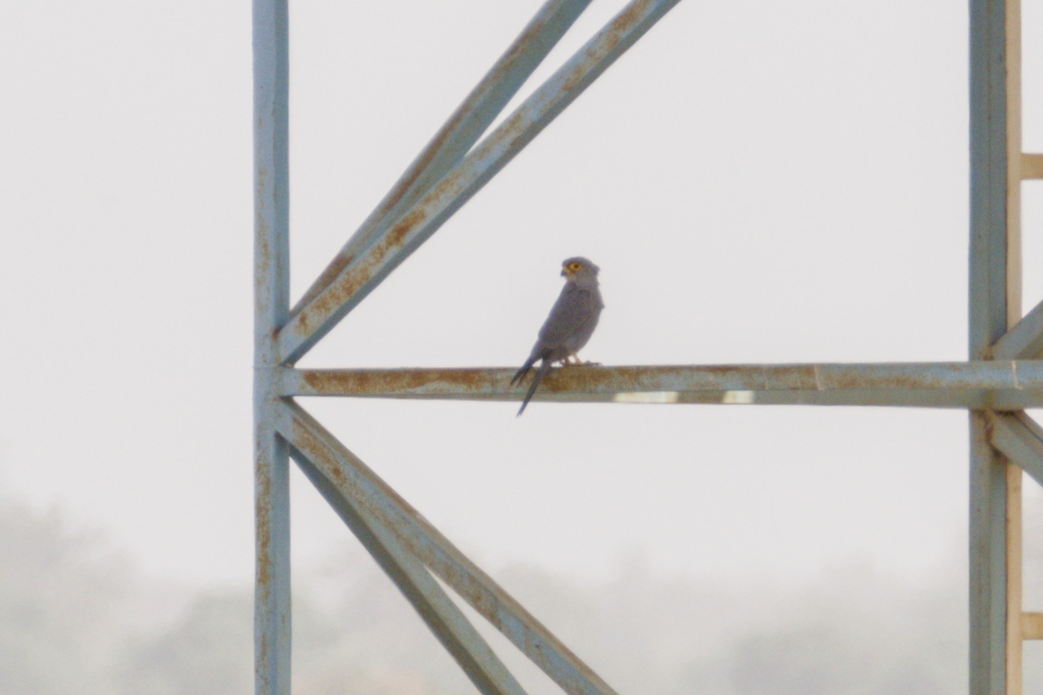 Grey Kestrel (Falco ardosiaceus), photo 2