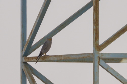 Grey Kestrel (Falco ardosiaceus)