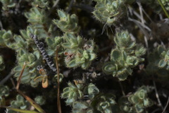 Pimelea mesoa mesoa