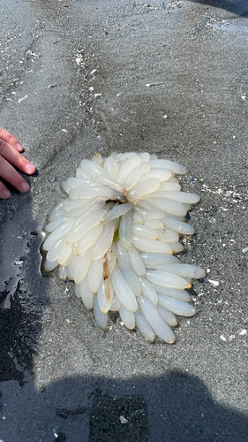 Doryteuthis opalescens