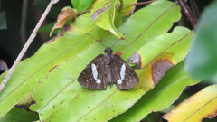 Notocrypta renardi