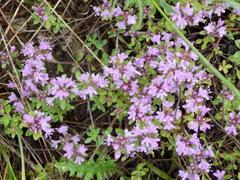 Thymus bashkiriensis