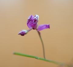 Polygala nematocaulis
