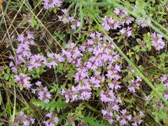 Thymus bashkiriensis