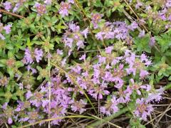 Thymus bashkiriensis