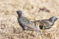 Sturnus vulgaris