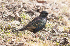 Sturnus vulgaris