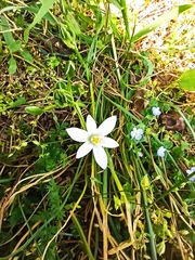 Ornithogalum umbellatum