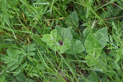 Vince Hale, CC0, iNaturalist via GBIF Chthamalia biflora, photograph Vince Hale, CC0, iNaturalist via GBIF