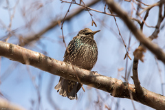 Sturnus vulgaris